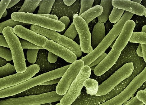 baktérie v tele
